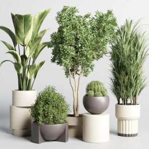 Collection Of Indoor Plants With Modern Minimal Po