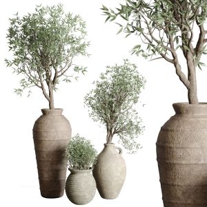 Olive Tree In An Old Earthenware Vase Indoor Set