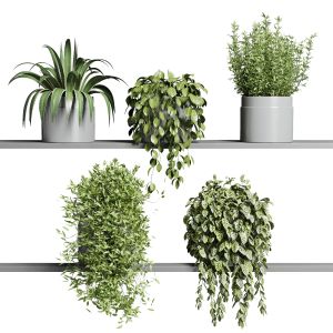 Wall Plant  Hanging Plants Collection Indoor Plan