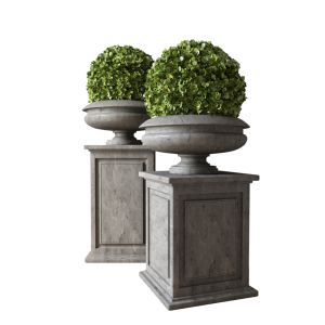 Boxwood Set