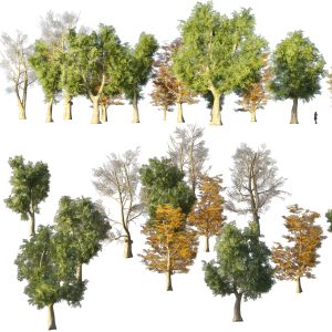 4 Season London Plane Trees