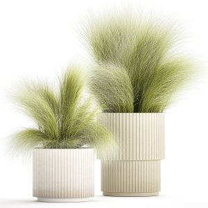 Beautiful Bushes And Stipa Feather Grass Pots