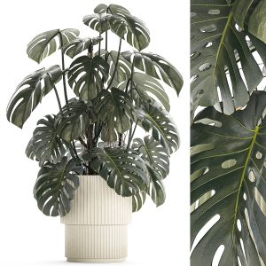 Beautiful Monstera Bushes In A Flower Pot