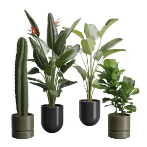 Indoor Plants Pack 47