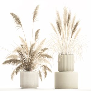 Beautiful Bushes Pampas Grass For Decoration