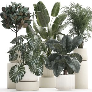 Set Of Beautiful Plants In A Flower Pot For Home