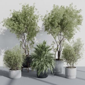 Indoor Plant Set 387 Plant Tree Palm Bush Concrete