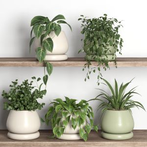 Plants On Shelf 10