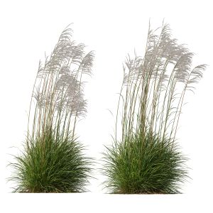 Miscanthus Nepalensis Sinensis Sarabande Adagio001