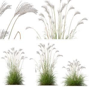 Miscanthus Nepalensis Sinensis Sarabande Adagio 03