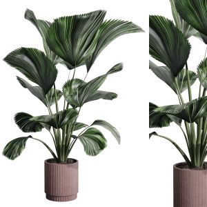 Indoor Plant Set 388 Plant Licuala Big In A Dirty