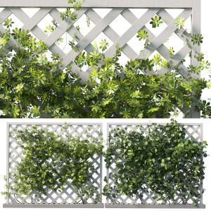 Outdoor Garden Plant Set 159 - Ivy On Fence