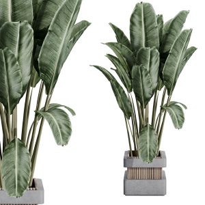 Indoor Plant Set 388 Palnt Ravenala In A Concrete