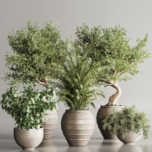 Indoor Plant Set 112