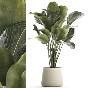 Beautiful Plant Calathea Lutea Palm Tree In A Pot