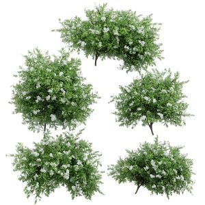 Spirea Plant Bushes. 5 Models