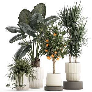 Beautiful Plants Alocasia And Dracaena Bush