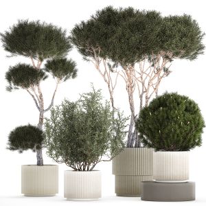 Beautiful Pine And Spruce Topiary Trees In A Pot