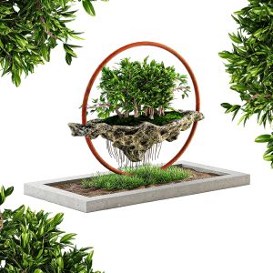 Decorative Bonsai Plant