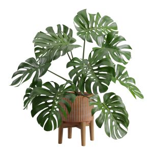 Stand Pot Plant Monstera Deliciosa