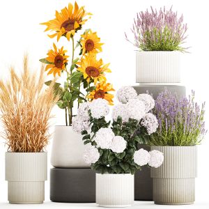 Set Of Beautiful Plants And Flowers In Flowerpots