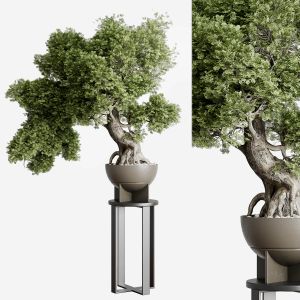 Bonasi Tree In A Concrete Vase Set Indoor Plant 39