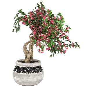 Pot Of Bougainvillea Tree