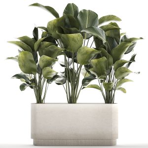 Beautiful Plant Bush Calathea Lutea Flowerpot