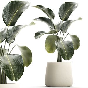 Beautiful Plant Bush Calathea Lutea Flowerpots 5