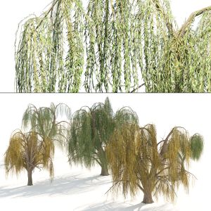 Green And Yellow Weeping Willow Trees