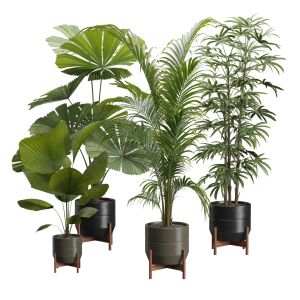 Indoor Plants Pack 49