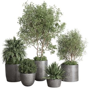 Outdoor Plant Set 160 Pot Old Tree Bush Palm In A