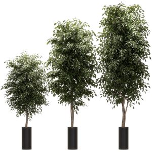 Ficus Benjamin Nitida V2. 3 Models