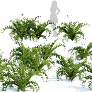 Evergreen Fern Plants