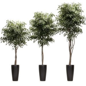 Ficus Benjamin Nitida On A Bole. 3 Models