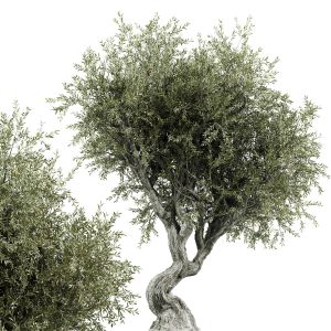 Olive Tree