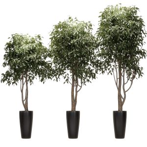 Ficus Benjamin Nitida On Trunk V2. 3 Models