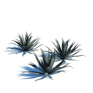 Agave Americana Blue