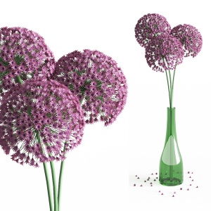 Allium flowers in vase