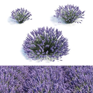 Lavandula (lavender) Set