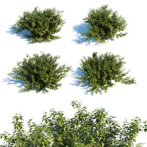 Alnus Viridis Set Of 4