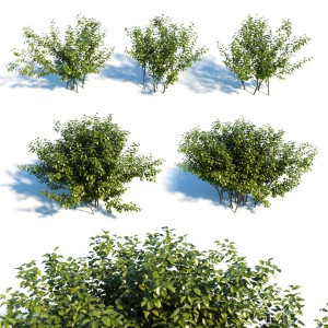 Alnus Viridis Set Of 5