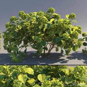 Bigleaf Hydrangea, Green, Flowering, August