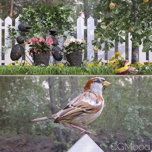 Song Sparrow In The Country