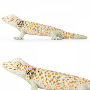 Gecko