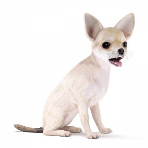 Chihuahua