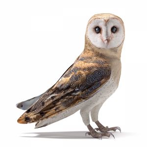 Barn Owl