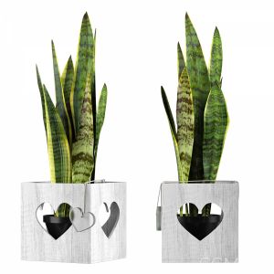 Plant | Sansevieria