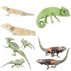 Reptile_set