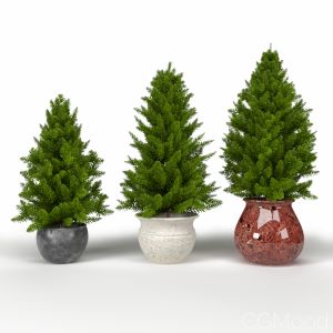 Pine Trees In Pot